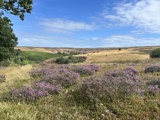 Dry Stone Walling 9