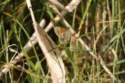 Butterflies5