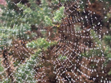 Cobweb