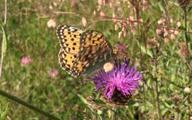 Butterflies6