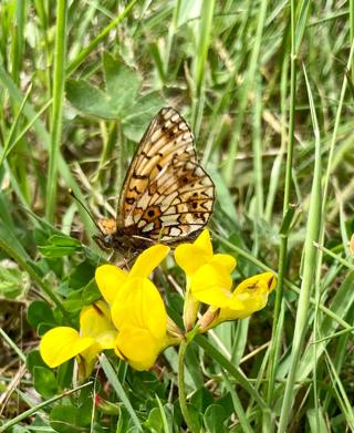 Butterflies2