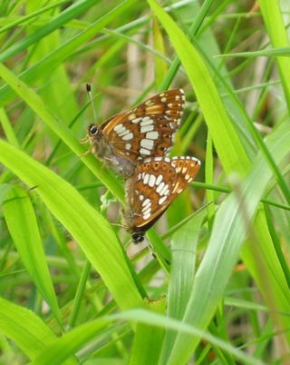 Butterflies1