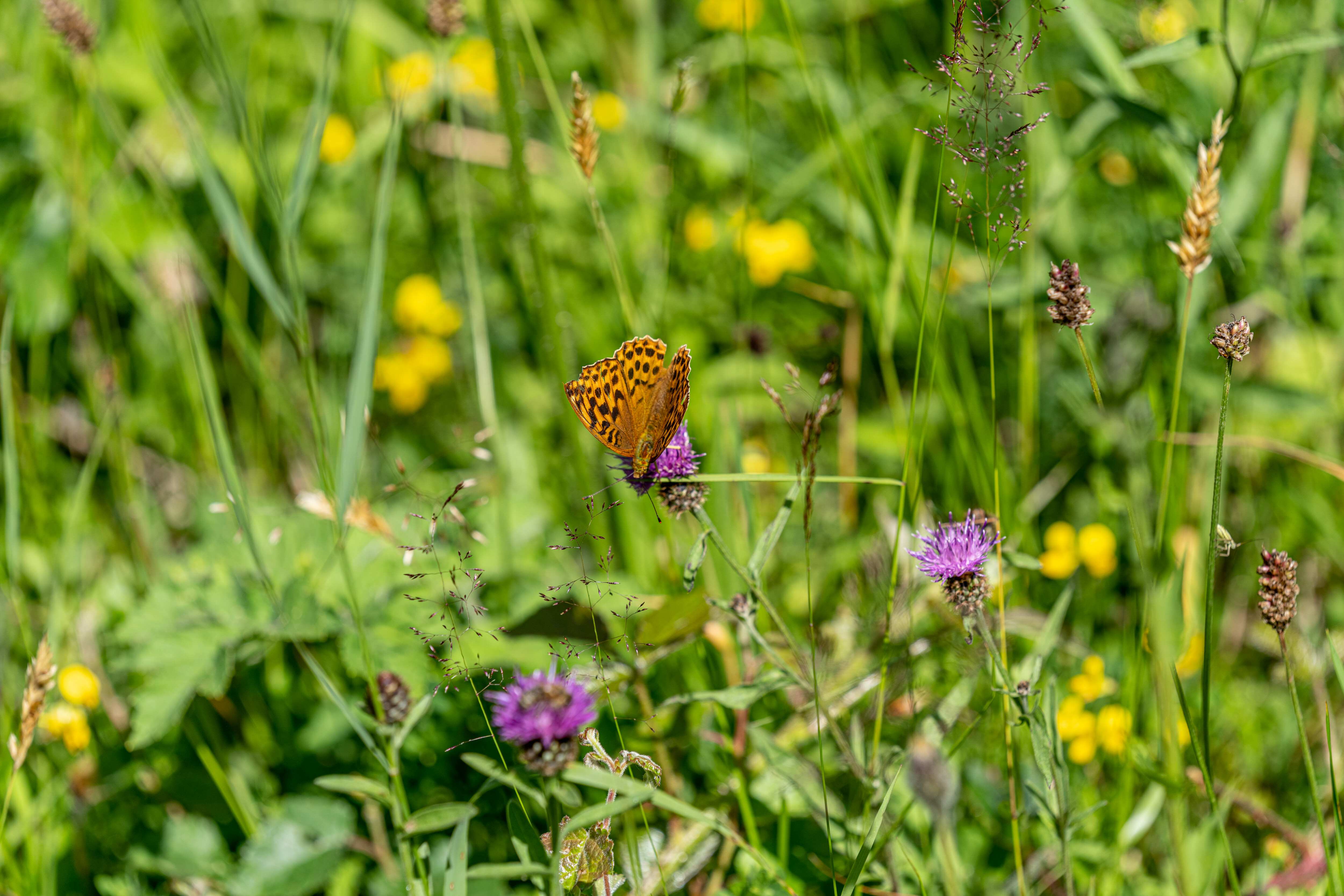 DAM66789 Butterflies