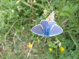 Butterflies4